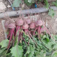بذر لبو درجه یک