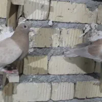 کبوتر