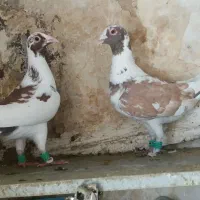 کفتر پرشی المانی پلنگ سرخ سیاه سبز کاکلی‌ یهودی|پرنده|مشهد, نظام دوست|دیوار