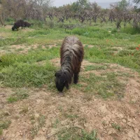 شیشک قوچ شهر کردی