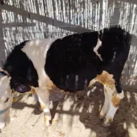 گوساله جوان وسالم