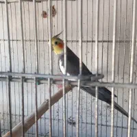 عروس هلندی نر بالغ