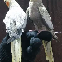 جوجه عروس