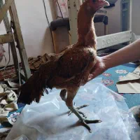 مرغ و خروس لاری