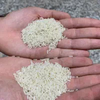 برنج هاشمی الموت تغذیه شده از چشمه اب معدنی وگل|خوردنی و آشامیدنی|قزوین, |دیوار