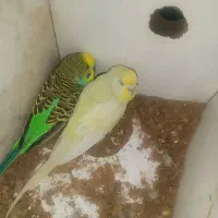 مرغ عشق معاوضه با عروس هلندی
