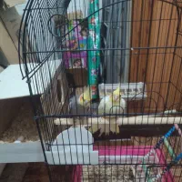 عروس هلندی یا عروس پاریس|پرنده|سوسنگرد, |دیوار