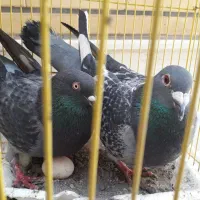 کفتر مسافتی