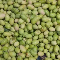 زیتون|خوردنی و آشامیدنی|رشت, سعدی (تختی)|دیوار