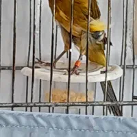 قناری نر یکساله بهترین رنگ کشیده سوپر