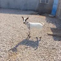 بزصومال جوان آبستن