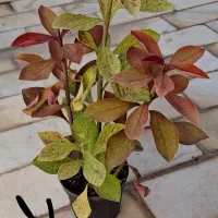 بذر گل رونده و گل|گل و گیاه طبیعی|مهریز, |دیوار