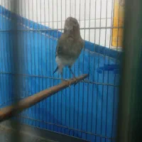 قناری بخون معاوضه با سهره اهوازی یا جوجه سهره|پرنده|قرچک, میرزائی شمالی|دیوار