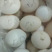 تخم مرغ محلی