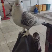 کبوتر بلژیکی سالم با یدونه جوجه