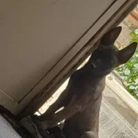 مالینیوز گم شده خدای بخونید