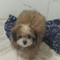 دوعدد سگ  نر و ماده  شیتزو و پامر|سگ|ورامین, ورامین|دیوار