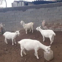 بزسانن|حیوانات مزرعه|فیروزه, |دیوار