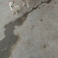 پاپی گوش تیز سایز ریز خوشگل