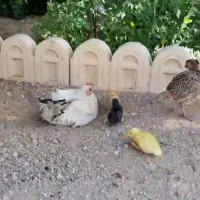 انواع مرغ و خروس و اردک محلی|حیوانات مزرعه|شاهرود, |دیوار