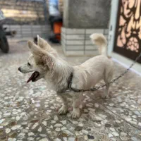 واگذاری سگ|سگ|شیراز, تاچارا|دیوار