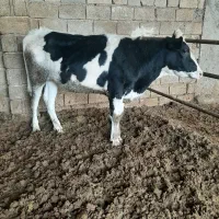 گاو گوساله تلیسه