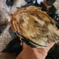 نیمچه مرغ و خروس