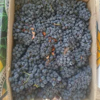 خرید و فروش انگور شرابی دیم ضمانتی