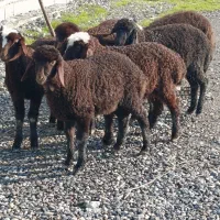 ۷راس بره جنس پای پروار