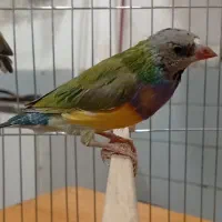 تعدادی گلدین بالغ و جوجه|پرنده|صباشهر, |دیوار