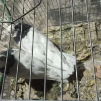 جفت طوقی کاکلی خوشگل بایک جوجه یک میلیون