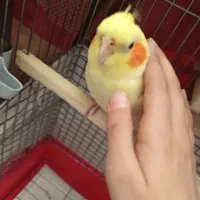 عروس هلندی ماده|پرنده|پاکدشت, پاکدشت (مامازند)|دیوار