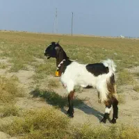 نر و مآده میباشند یک جفت|حیوانات مزرعه|گنبد کاووس, |دیوار