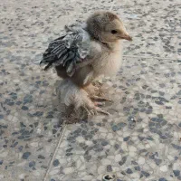 جوجه گلین و برهما اصل|حیوانات مزرعه|شیراز, کرونی(خاتونک)|دیوار