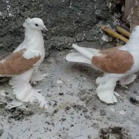 یک جفت پشت زرد پاپر|پرنده|پاکدشت, پارچین|دیوار