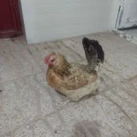 یه مرغ مینیاتوری