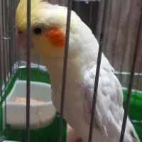 مرغ عشق و عروس هلندی