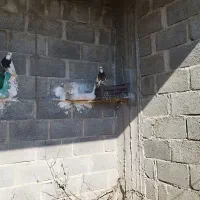 فروش کبوترطوقی|پرنده|مهر, |دیوار