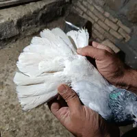 کفتر پرشی و جفتگاه|پرنده|گلبهار, شهر جدید گلبهار|دیوار