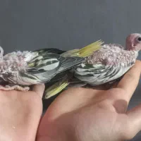 جوجه عروس هلندی