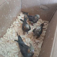 عروس هلندی|پرنده|رودسر, |دیوار