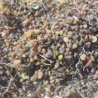 کشمش|خوردنی و آشامیدنی|قزوین, |دیوار