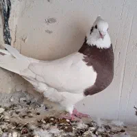 کلفه|پرنده|اردبیل, |دیوار