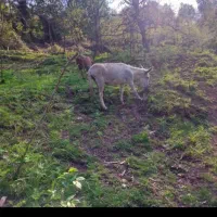 خر نر دو ساله