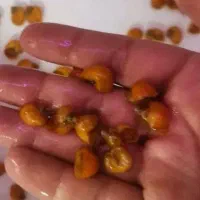 حلزون سیب|حراج|قم, کلهری|دیوار