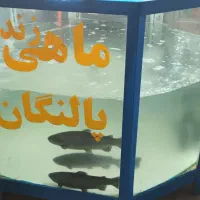 اکواریوم ماهی قزل آلا|فروشگاه و مغازه|سریش آباد, |دیوار