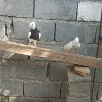 کفتر طوقی|پرنده|رودان, |دیوار