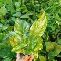 گل پتوس سبز و ابلق با قیمت فقط و فقط ۴۰ هزار تومن|گل و گیاه طبیعی|رشت, حمیدیان|دیوار