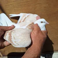 کبوتر هما وسورورپرشی