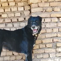 سگ ....